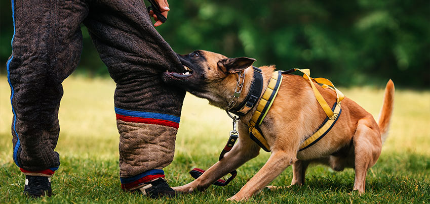 Toronto-Dog-Bite-Lawyer